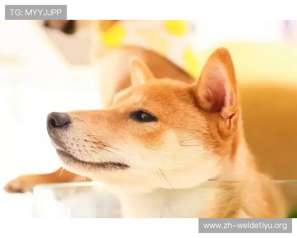 万狗体育app优惠活动与福利政策,获取更多专属优惠和丰富奖励的最新信息 万狗体育app优惠活动与福利政策,获取更多专属优惠和丰富奖励的最新信息